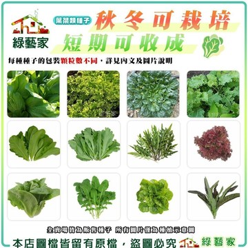 【綠藝家】新手秋冬可栽培短期收成葉菜類種子系列(各包裝數量詳見內文及圖片)茼蒿 萵苣 高麗菜花 芥菜 芝麻菜