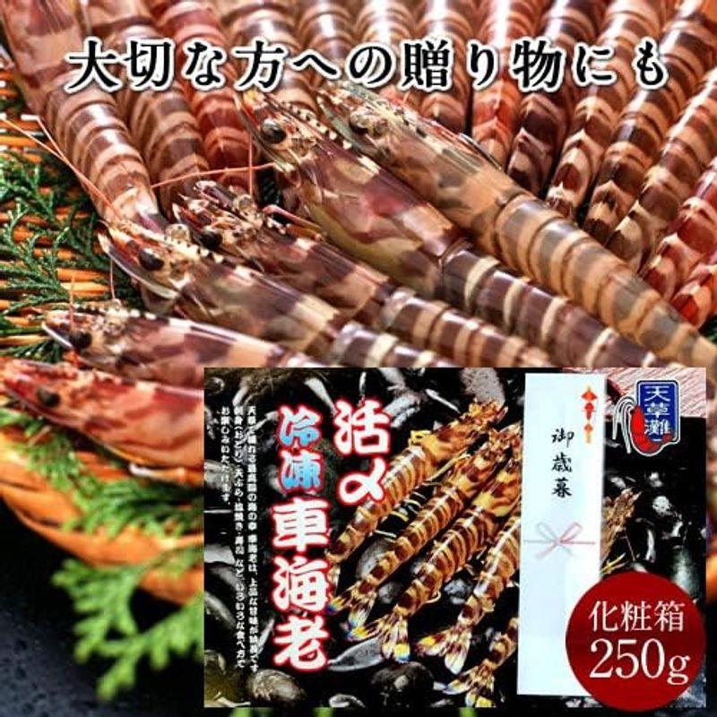 車えび 生活〆冷凍車海老 250g（8?12尾）熊本県天草産 維和島 車エビ 急速冷凍 養殖場直送 刺身 新鮮 クルマエビ