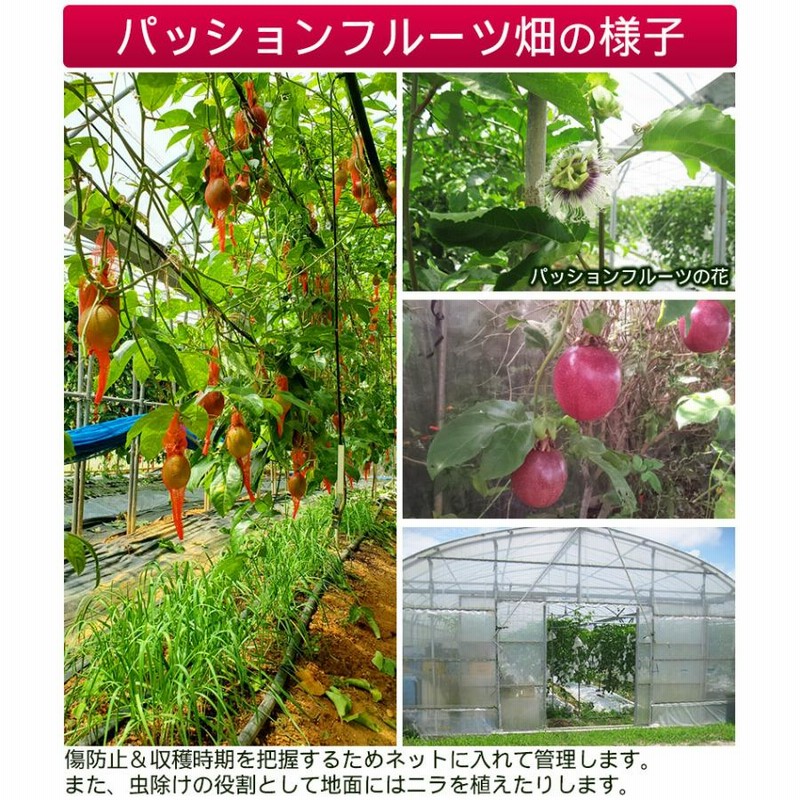 〈ウリミバエ防除検査合格品〉沖縄県産 パッションフルーツ約3.2kg【常温便】① ウリミバエ防除検査合格品〉沖縄県産 パッションフルーツ約3.2kg