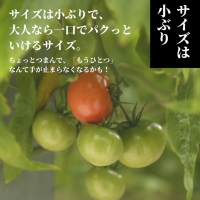 珊瑚樹トマト　S特選 約1kg ※2024年春発送＜5月中旬発送＞