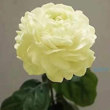 💜台灣現貨現發｜紫茉莉花種子✨雙色茉莉・虎頭茉莉✅清香濃鬱四季常青｜室內外觀賞盆栽高發芽率花卉種子