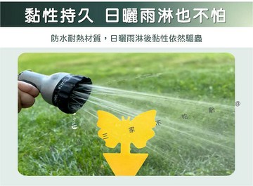 蝴蝶黏蟲板 造型黏蟲板 物理防治 氣味 雙面黏蟲板 果實蠅 誘捕器 捕蟲昆蟲 小飛蟲 園藝除蟲 地插款 庭院 抓蟲 防曬