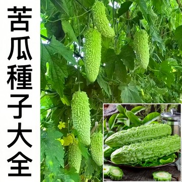 現貨 精選苦瓜種子（50粒） 翠綠苦瓜 高產大肉苦瓜 高產蔬菜 四季播種 家庭陽台盆栽 保健蔬菜 耐熱 抗病 超高發芽率