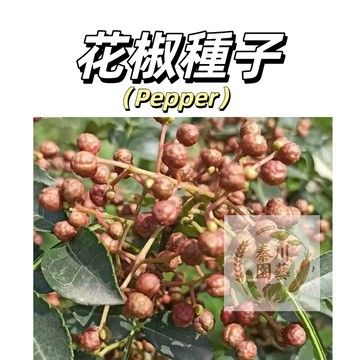 嘉義現貨（ 花椒種子20粒） 四川花椒樹種子 正宗大紅袍花椒種子 韓城 九葉青花椒 無刺花椒籽 四季種植 高產