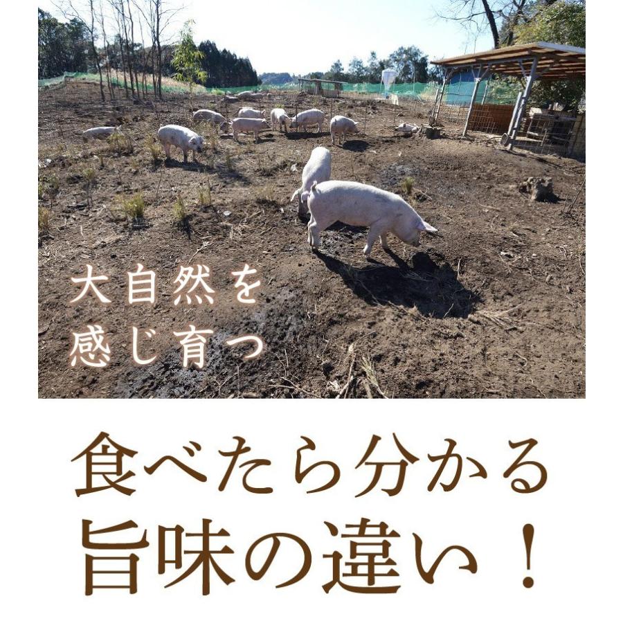 ギフト 宮崎県産きじょん山豚 しゃぶしゃぶ用 肩ロース 1,000g 5人前  ギフト対応可 送料無料 グルメ Y凍