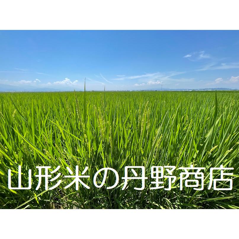 令和５年産 希少品種 山形県産 ササニシキ 白米 10kg 送料無料