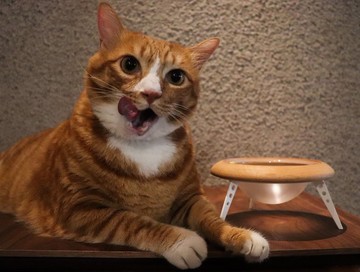 UFO BOWL 飛碟碗架 平光白 造型寵物碗架  台灣製,貓碗,寵物碗