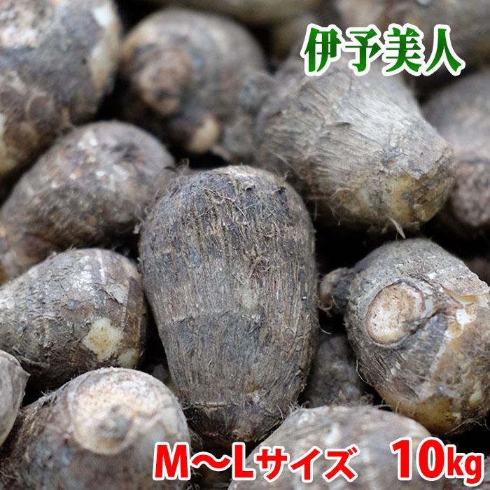 愛媛県産　さといも　伊予美人　秀品　M〜Lサイズ　10kg