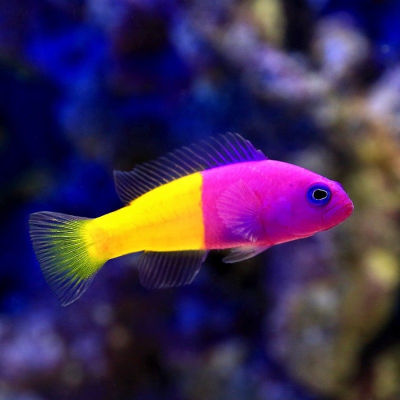 海水魚）バイカラードティーバック（１匹） 北海道航空便要保温 通販 LINEポイント最大0.5%GET | LINEショッピング