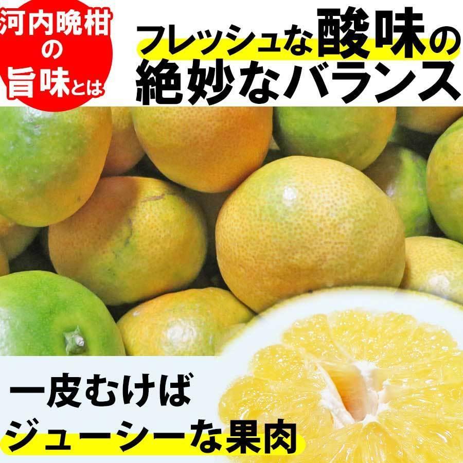  みかん 訳あり 1.５kg 河内晩柑 和製グレープフルーツ ブランド 和歌山みかん 農家直送 人気 規格外 柑橘類 フルーツ 果物