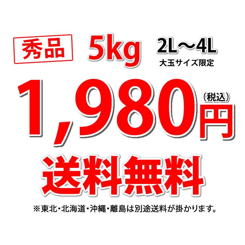 大玉みかん 5kg 2L〜4L 秀品 2セットで1セットおまけ 金峯 青島 みかん 送料無料 温州みかん 熊本県産 蜜柑 ミカン