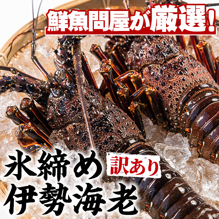 ＜訳あり＞朝獲れ発送！鮮魚問屋が厳選した氷締め伊勢海老(2尾・総量1kg以上)