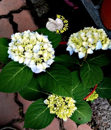 品種 無盡夏 5吋藍色繡球花盆栽水藍色繡球花 多年生繡球花紫陽花活體盆栽半日照佳 不是隨時都有 先問 台灣樂天市場