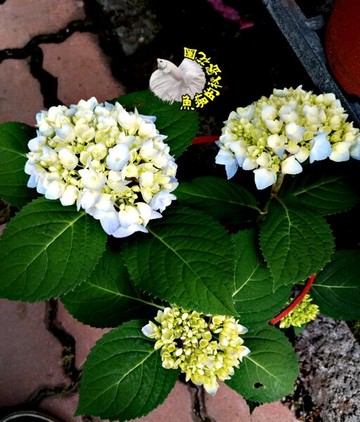 品種 無盡夏 5吋藍色繡球花盆栽水藍色繡球花 多年生繡球花紫陽花活體盆栽半日照佳 不是隨時都有 先問 台灣樂天市場