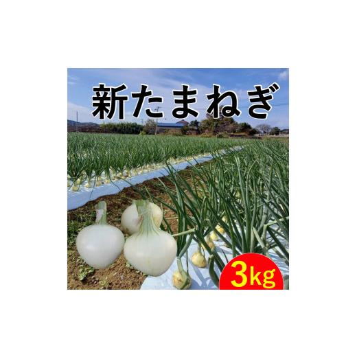 ふるさと納税 愛媛県 愛南町 新たまねぎ  3kg 野菜 サラダ 玉ねぎ たまねぎ オニオン シルクオニオン スープ 煮物 カレー  甘い 美味しい サイズ M L 国産  常…