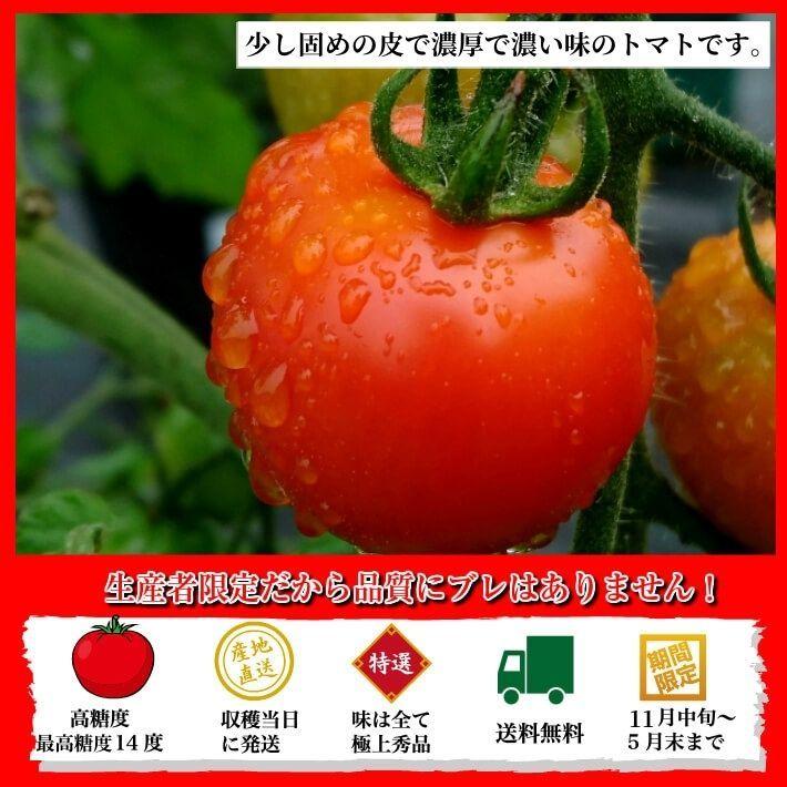 ＼12月中旬発送予約／ トマト フルーツトマト 高知県産 高濃度 ミニトマト 約2kg 高級 訳あり ギフト