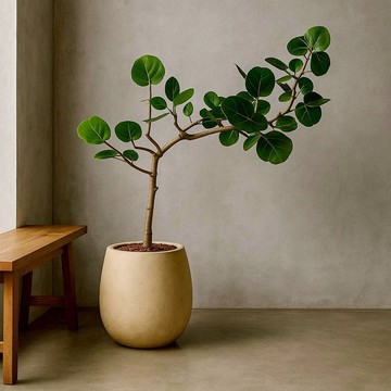 海葡萄 黃圓弧盆栽 開幕盆栽推薦 落地盆栽 送禮