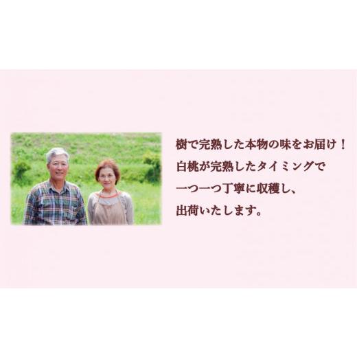 ふるさと納税 岡山県 備前市 岡山県備前市産　樹上完熟白桃　贈答用セット　約1.5kg（5〜7玉入）×4品種