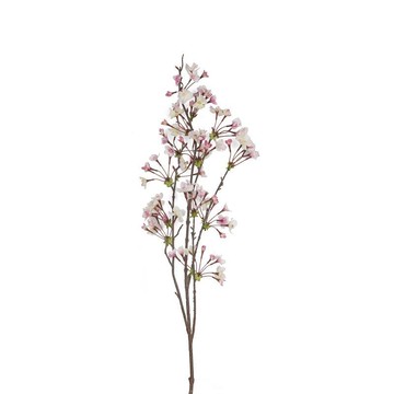 Single Cherry Blossoms