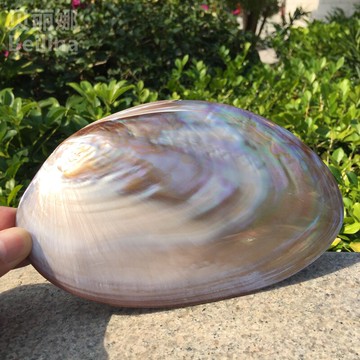 拋光淡水粉紅貝殼海螺招財工藝禮品擺件拍攝道具收藏創意家居飾品