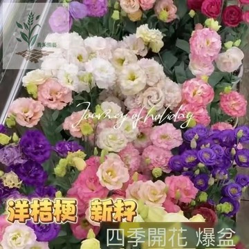 青禾園藝（洋桔梗種子大全）四季種植 盆栽庭院 四季播種 室內外盆栽 地栽 花卉 種子 花種子 易成活 玫瑰花種籽