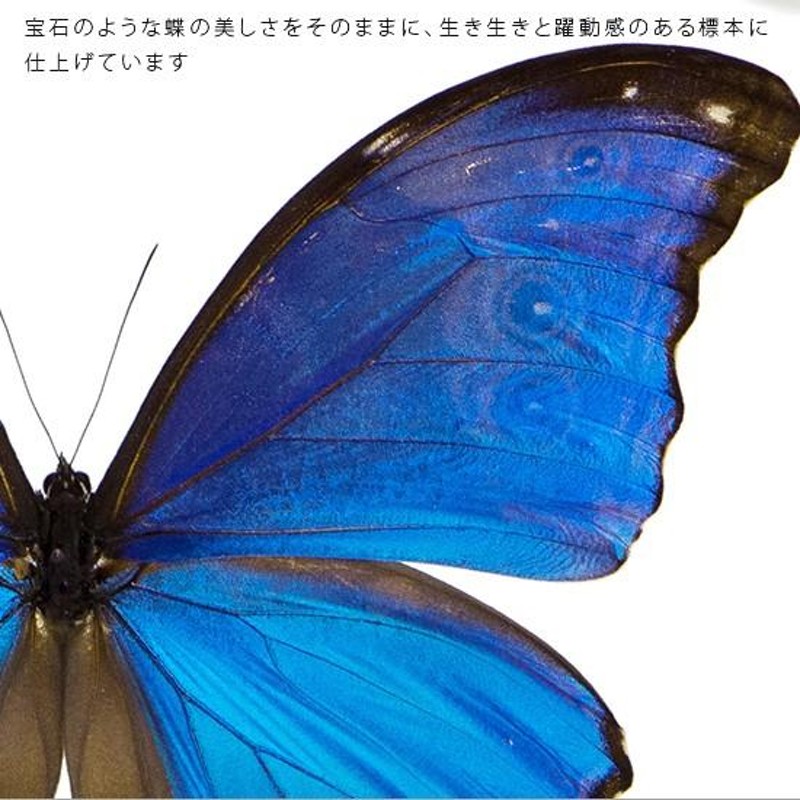 蝶の標本 ディディウスモルフォ Morpho didius モルフォチョウ