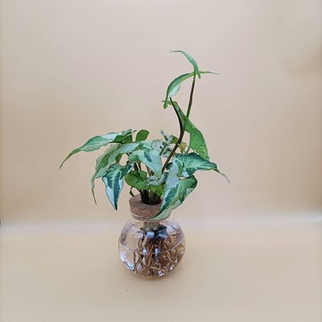 水培植物  合果芋 白綠尖葉合果芋 懶人植栽 玻璃圓瓶 室內植栽