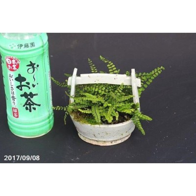 現品】 越前芳水作寄せ植え 白青磁手桶変形鉢(10cm) チャセンシダ 【No