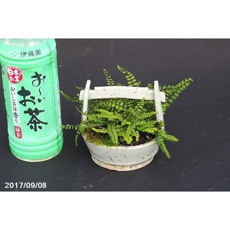 鉢 植木鉢 越前芳水 古い鉢 絵鉢 7cm - 盆栽