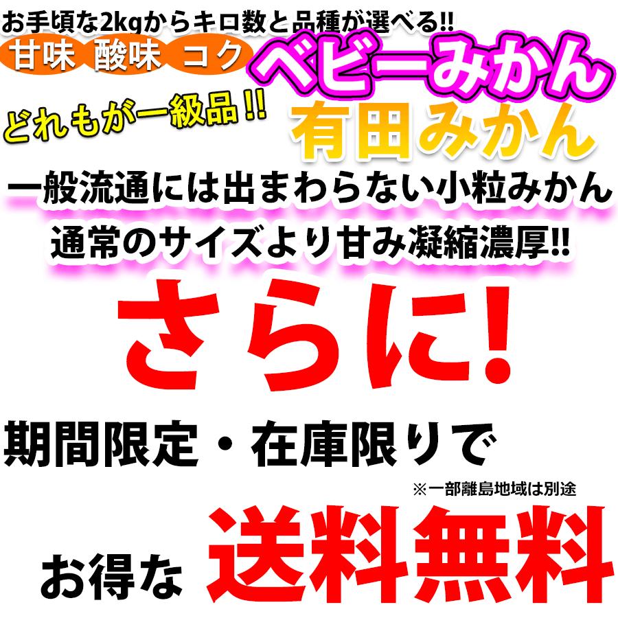 みかん 2kg~10kg 訳あり 小粒サイズ 直径4.5cm前後 有田みかん ベビーみかん 和歌山 ギフト 小粒みかん フルーツ 果物