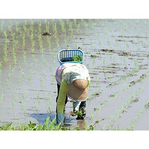 宇和海の幸問屋 2023年産 コシヒカリ 白米 5kg 三間産 伊達米 減農薬 特別栽培米