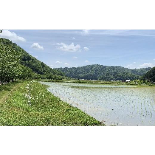 ふるさと納税 兵庫県 丹波篠山市 お米のおいしさ伝えたい！丹波篠山産コシヒカリ5kg×4