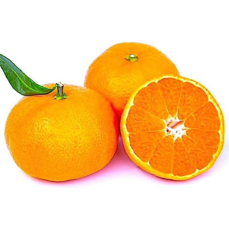 気軽に 「温州みかん」 約５kg 世界が驚く「Japanese Orange」の美味しさを再発見 専用化粧箱 贈答にも 愛媛ほか旬の産地から