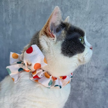 【M size 蝴蝶圈圈】柔軟純棉貓咪項圈。客製化。