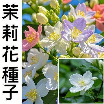 現貨 新手易種【茉莉花種子大全】（100粒） 虎頭茉莉 銀絲茉莉 風車茉莉 多款茉莉種子 四季種植 室內外種植 濃香茉莉