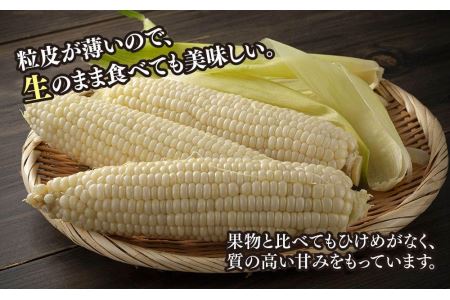 あさひやま動物園しろくまコーン約4kg(ホワイトレディ10本)2024年8月下旬～発送開始予定 