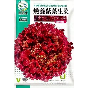【原廠包裝】紫葉生菜種子 台灣現貨 沙拉必備 觀賞食用 居家盆栽 陽台水耕 簡單好種 新手友善 生菜自由 家庭菜園