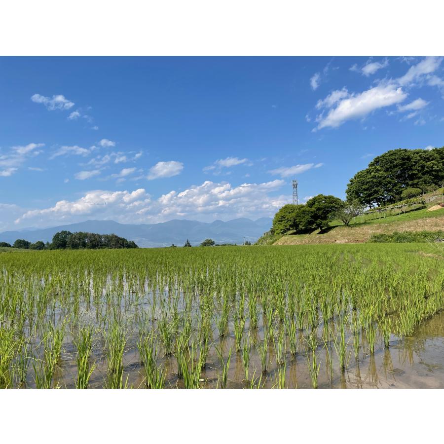 令和5年度産　10kg　玄米　コシヒカリ　立科町　たてしな　お米　おこめ　長野県　信州産　美味しい　5kg×2袋　送料無料