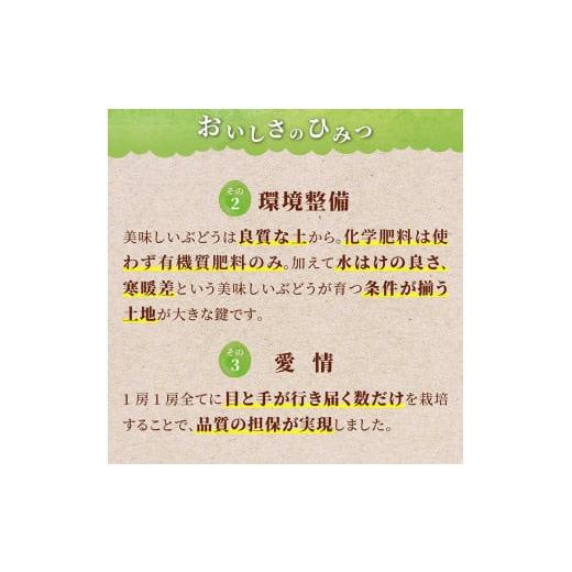 ふるさと納税 山形県 高畠町 ≪先行予約≫2024年 山形県 高畠町産 シャインマスカット食べ比べ 2回お届け 2024年9月下旬から順次発送 ぶどう ブ…