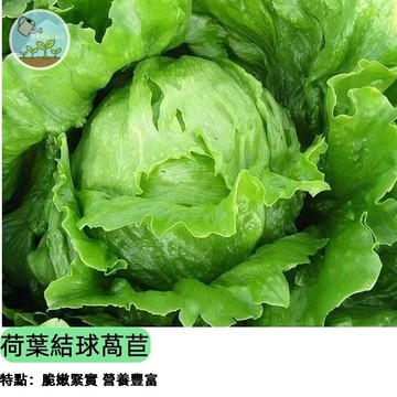 荷葉結球萵苣種子 皺葉萵苣/A菜 口感脆甜 生菜沙拉必備 陽台盆栽四季可種 家庭蔬菜 簡單種植