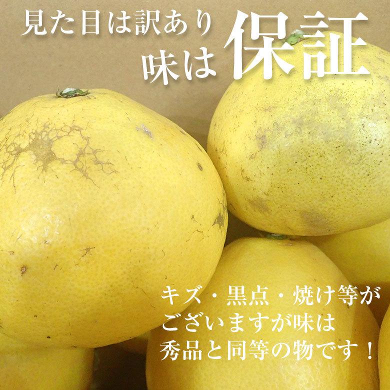 送料無料 高知県 高知 産地直送 土佐文旦 ブンタン 文旦 訳あり 約 5kg すくも文旦 宿毛 文旦 みかん 国産  国産みかん ご家庭用