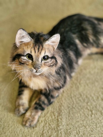 領養一隻栩栩如生的貓 – 客製化可動仿真寵物