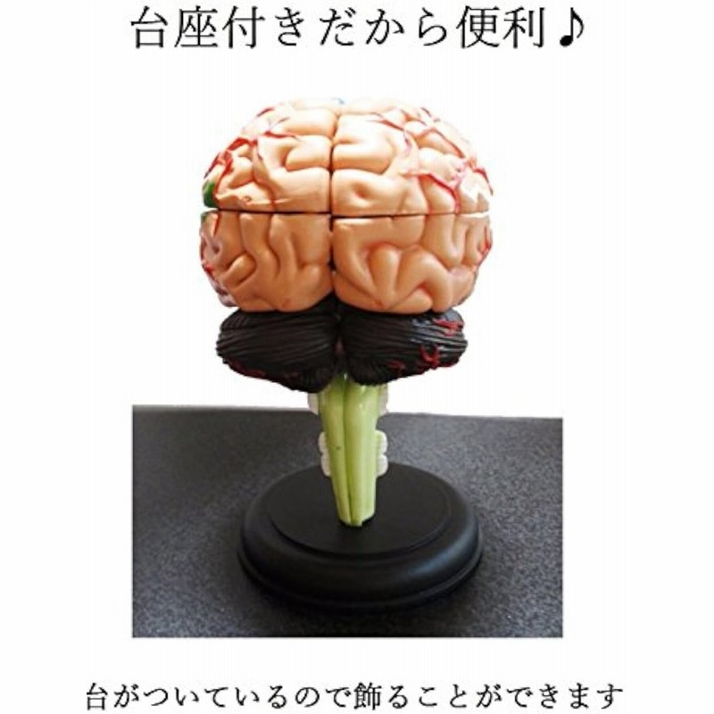 脳 模型 32パーツ 分解 モデル 人体模型 立体 脳みそ リアル( 脳