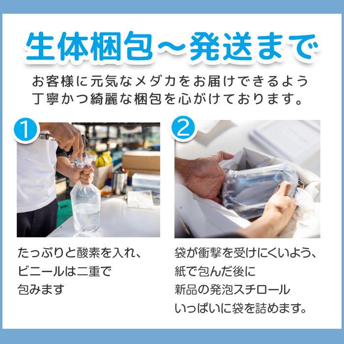 メダカ 夜桜ゴールド 稚魚 15匹＋おまけ補償6匹付 送料無料  (E)    めだか めだか生体 メダカ生体 販売生体 種類 水槽 メダカ卵 メダカ泉 水草 人気 飼育 容器