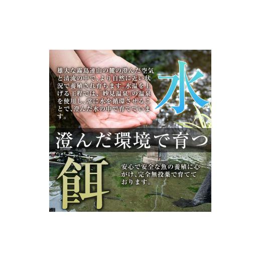 ふるさと納税 鹿児島県 霧島市 C-077-RZ ＜冷蔵でお届け＞霧島市育ちのあの「うなぎ」130〜150g×5尾国産 霧島市 鰻 蒲焼き