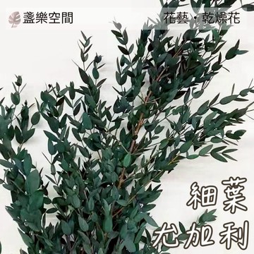 尤加利細葉 永生美葉桉 小葉尤加利 不凋尤加利 細葉尤加利 尖葉尤加利 永生花 乾燥花束 乾燥花材