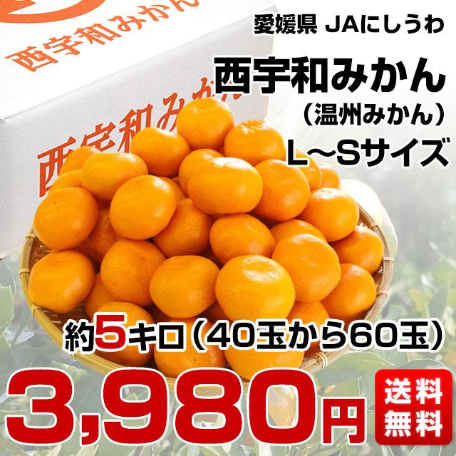 愛媛県より産地直送 JAにしうわ 西宇和みかん LからSサイズ 5キロ (約40から60玉) 送料無料 ミカン 蜜柑