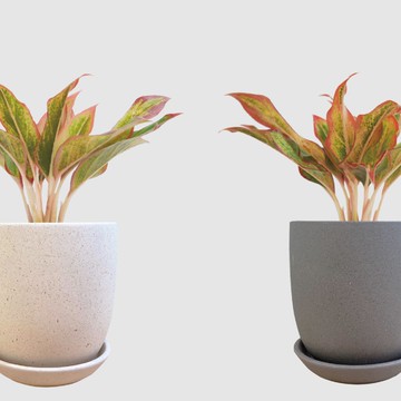 │ 霧陶系列 │ 極光 - 水耕 無土 懶人盆栽 室內植物  陶瓷