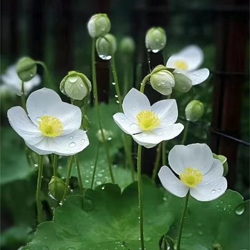 🌺【超全微型碗蓮種子】🌺 睡蓮種子 四季睡蓮荷花蓮花種子 禪意植物開花不斷 桌面盆栽 四季水生魚缸種子
