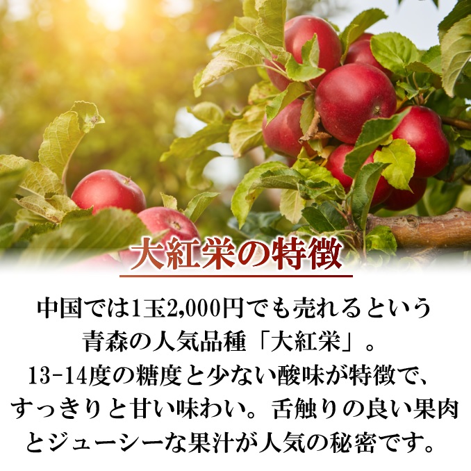 [予約 2023年10月15日-10月31日の納品] 大紅栄 約5kg 14-16玉 青森県産 りんご リンゴ 林檎 果実専用箱 秋ギフト